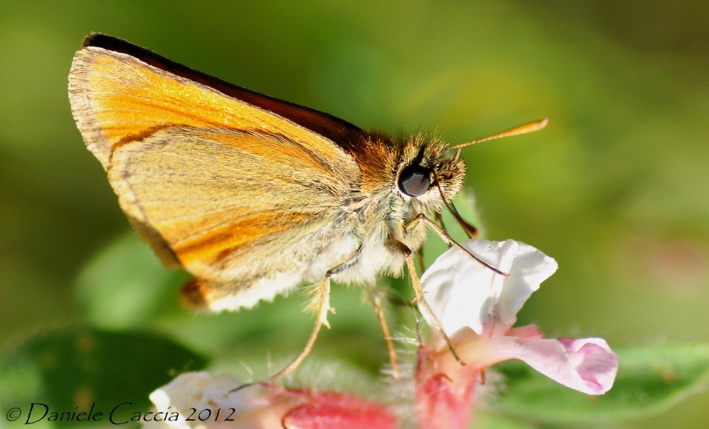 Thymelicus sp. Quale..?